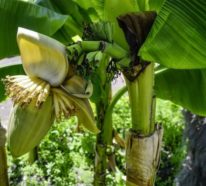 Ist Bananenblüte gesund und wie man diese zubereiten kann