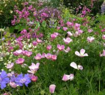 5 bienenfreundliche Stauden, die Bienen unterstützen und dem Garten mehr Blütenpracht bescheren
