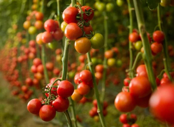 tomaten zum stoffwechsel anregen