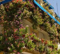 Machen Sie durch rankende Pflanzen den Balkon zum speziellen Ort!