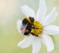 Bee Home: Diese DIY Ikea-ähnlichen Häuser könnten helfen, die Bienen zu retten