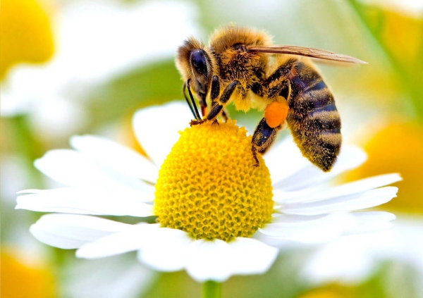 Bee Home Diese DIY Ikea-ähnlichen Häuser könnten helfen, die Bienen zu retten solitärbienen häuser umwelt schutz