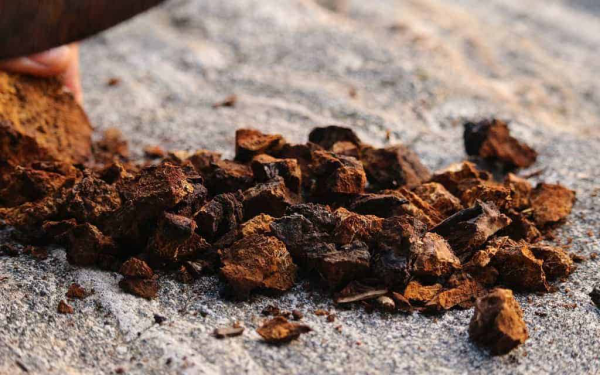 Chaga Tee Chaga Pilz Brocken verwendet man zur Teezubereitung goldbraun in Farbe viele Vitalstoffe