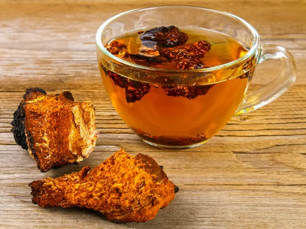 Chaga Tee eine Tasse goldbraune Farbe Chaga Pilz Brocken Heilkraft aus der Natur