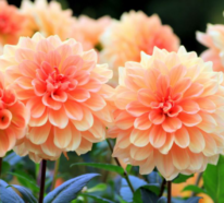 Dahlien auf dem Balkon und im Garten pflegen – das sollten Sie über diese schönen Blumen wissen