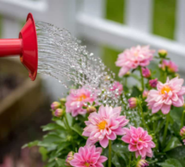 Dahlien auf dem Balkon und im Garten pflegen – das sollten Sie über diese schönen Blumen wissen