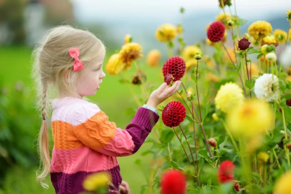 Dahlien Balkon Pflege kleines Mädchen im Feld die Schönheit der Natur entdecken