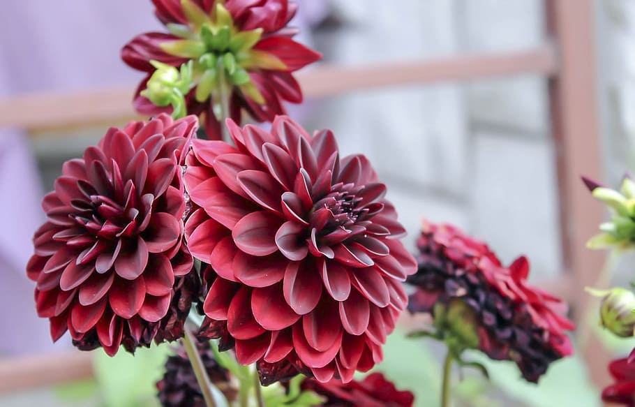 Dahlien Auf Dem Balkon Und Im Garten Pflegen Das Sollten Sie Uber Diese Schonen Blumen Wissen Fresh Ideen Fur Das Interieur Dekoration Und Landschaft