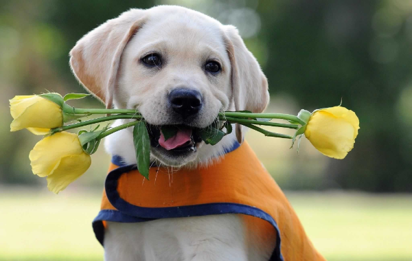 Hundeallergie - schöne Blumen - gelbe Rosen