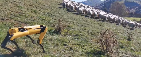 Roboterhund Spot von Boston Dynamics zeigt seinen neuen Fähigkeiten spot hüttet schafe