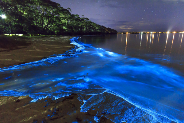 Schöne Strände weltweit Vaadhoo Beach Malediven Sea of Stars magische Naturschönheit nachts