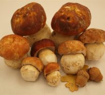 Steinpilze erkennen und zubereiten: Wissenswertes und Rezept für geschmorte Pilze