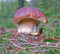 Steinpilze erkennen und zubereiten: Wissenswertes und Rezept für geschmorte Pilze