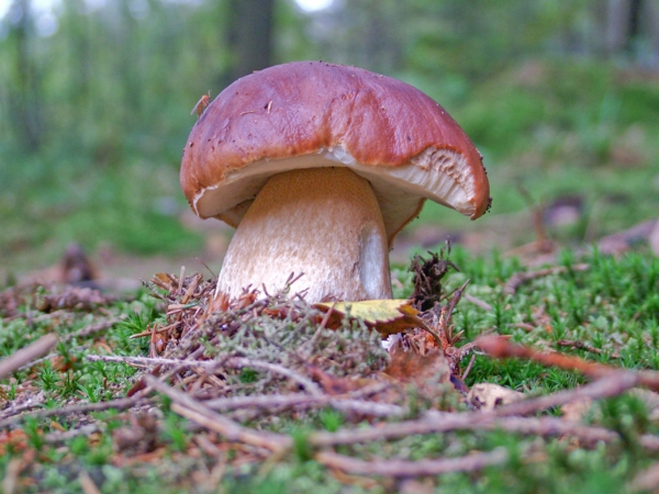 Steinpilze erkennen Pilze sammeln Speisepilze Arten