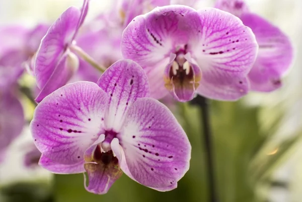 Trend helles Wohnen Gesund und schön orchideen raumklima