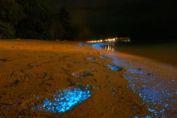  Vaadhoo Beach Maldives Sea of ​​Stars μαγική φυσική ομορφιά τη νύχτα 