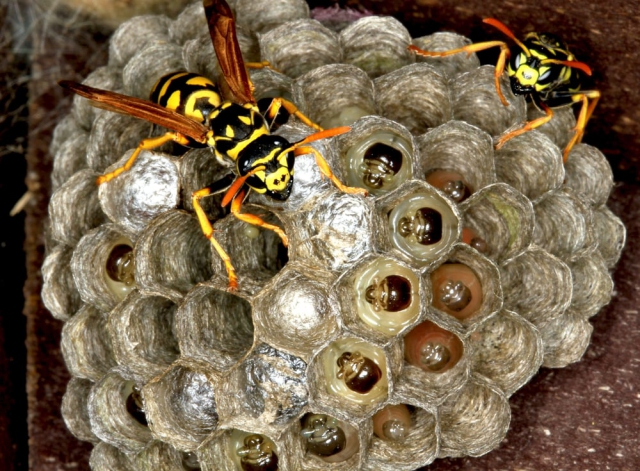 Wespennest entfernen Nest Waben die Wespenkönigin Eier ablegen