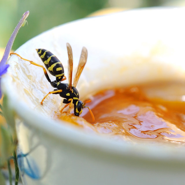 Wespennest entfernen Wespe auf Obstkuchen Nektar sammeln aber lästig für Kuchengenießer