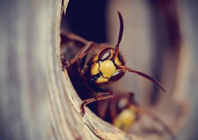 Wespennest entfernen Wespe bei drohender Gefahr stechen sich verteidigen