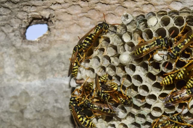 Wespennest entfernen Wespen friedliche Tiere lieber in Ruhe lassen