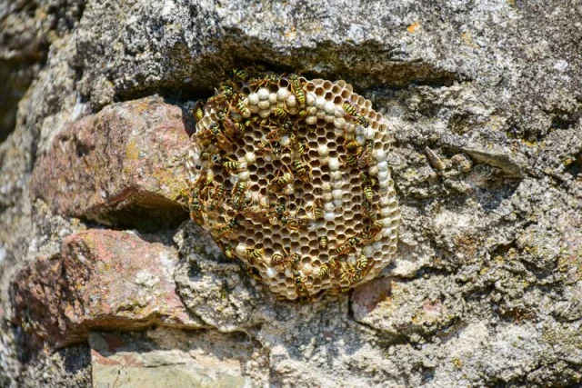Wespennest entfernen an einer Steinmauer ein Nest Waben viele Wespen