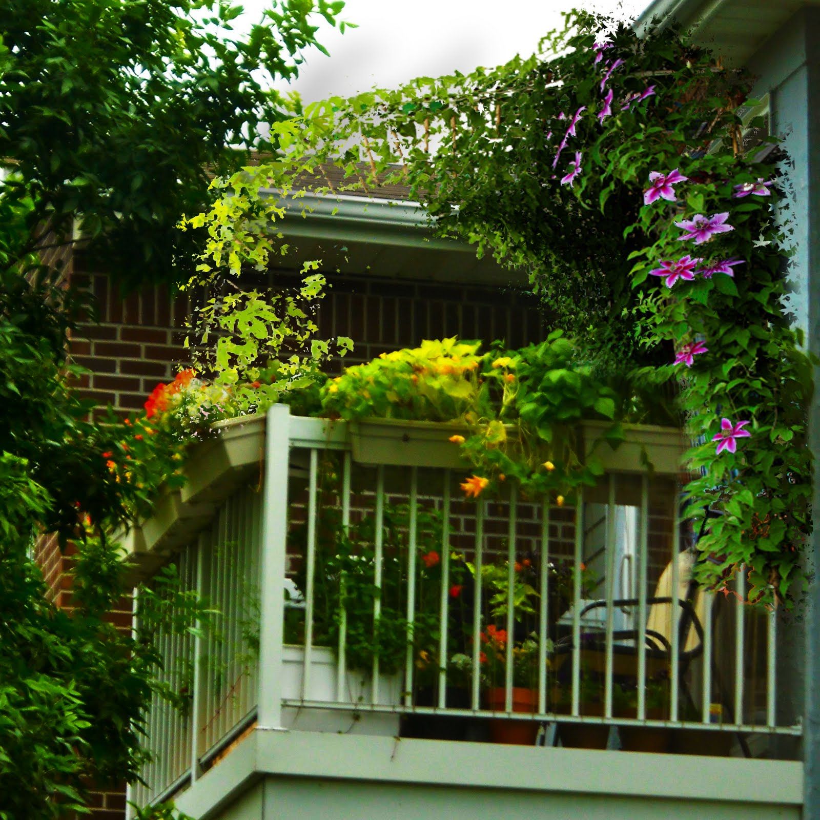 balkon clematis rankende balconies dvorista dekoracija kleiner bepflanzen dekorasyonu 6x8 dekorasyon speziellen