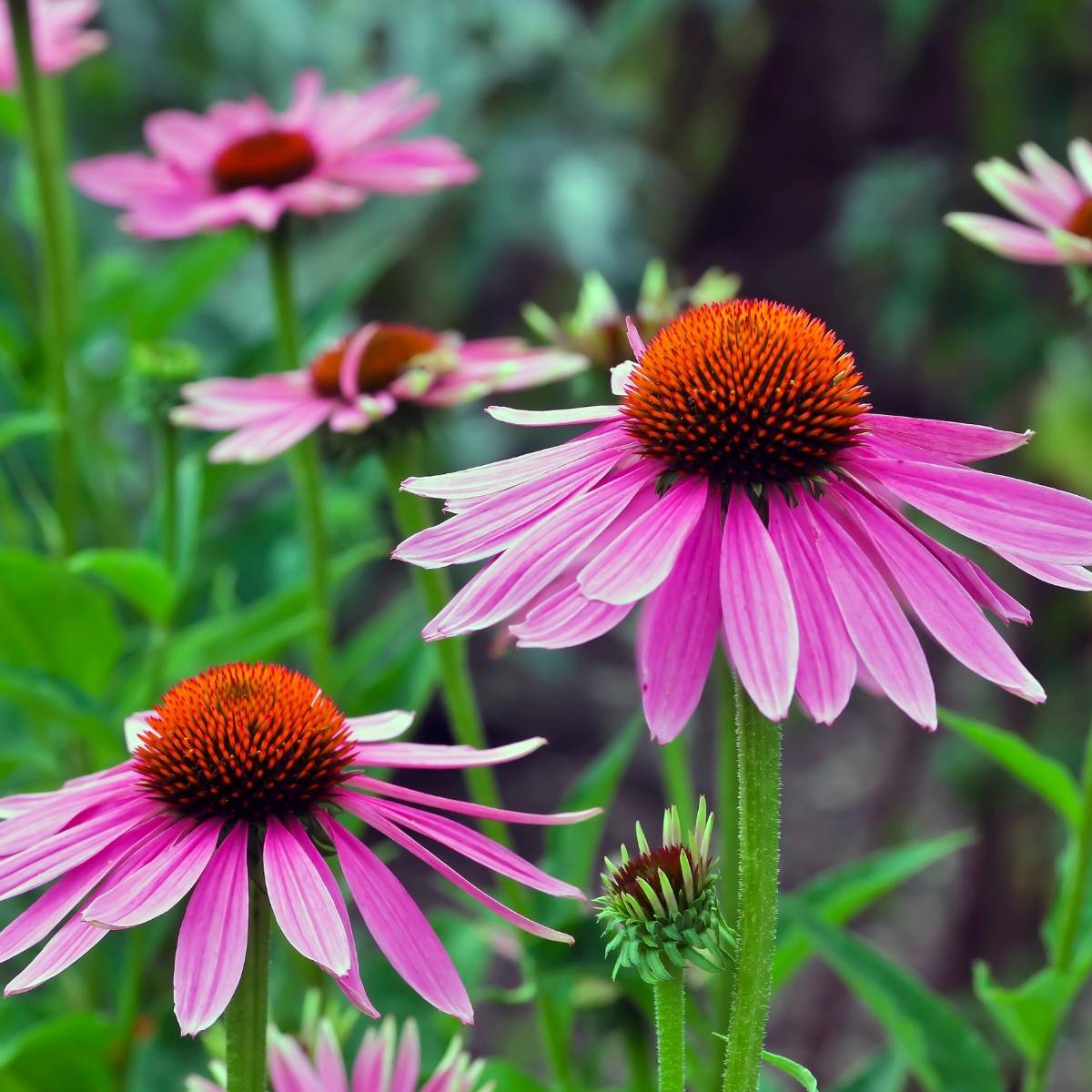 Die Echinacea Pflanze - eine wunderschöne Augenweide mit