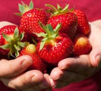 Erdbeersaison 2022 fängt schon an – Tipps beim Selberpflücken sowie zwei leckere Erdbeerrezepte