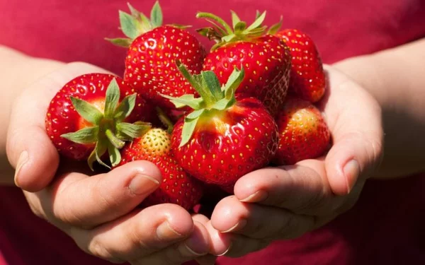 erdbeeren selber pflücken erdbeersaison
