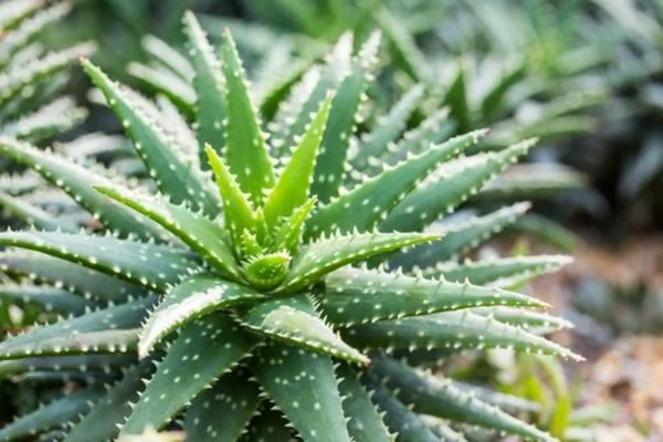 giftige Gartenpflanzen Giftpflanzen Echte Aloe Aloe vera