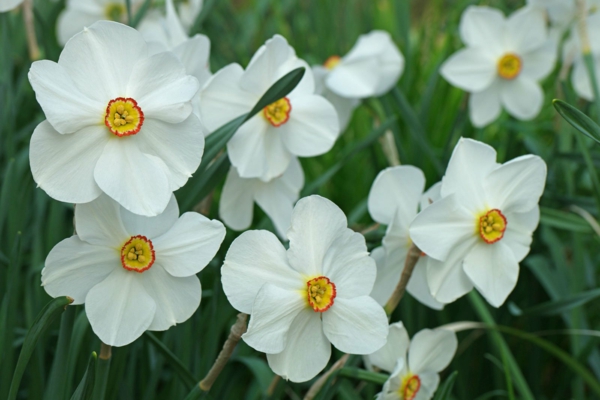 giftige Gartenpflanzen Giftpflanzen Weiße Narzisse Echte Narzisse  Narcissus poeticus