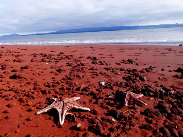  όμορφες παραλίες σε όλο τον κόσμο Red Beach Rabida Galapagos ένα ρομαντικό μέρος παραλία με κόκκινη άμμο θαλάσσια λιοντάρια 