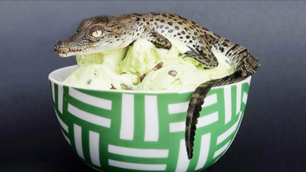 Ausgefallene Eissorten aus aller Welt verrückte Geschmacksrichtungen Krokodilei