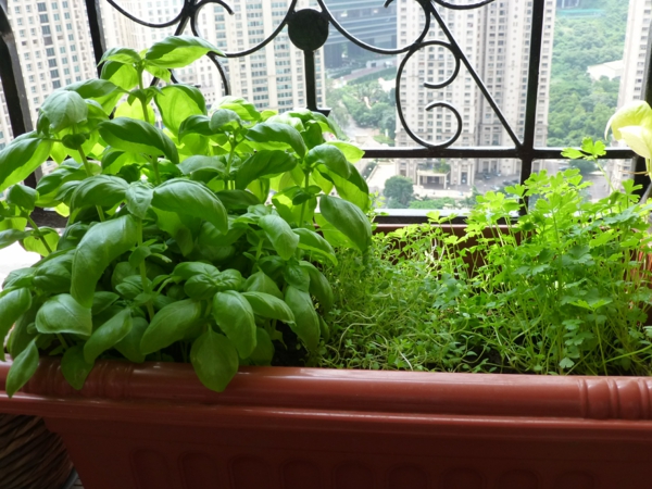 Balkongarten anlegen Kräuter auf dem Balkon pflanzen leicht gemacht