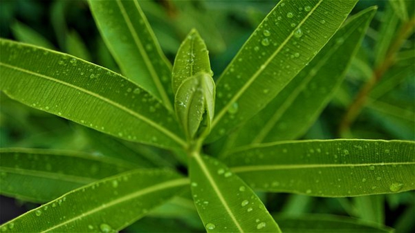 grüne blätter oleander pflege