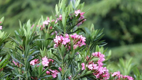 oleander pflege gartenpflanze mediterran
