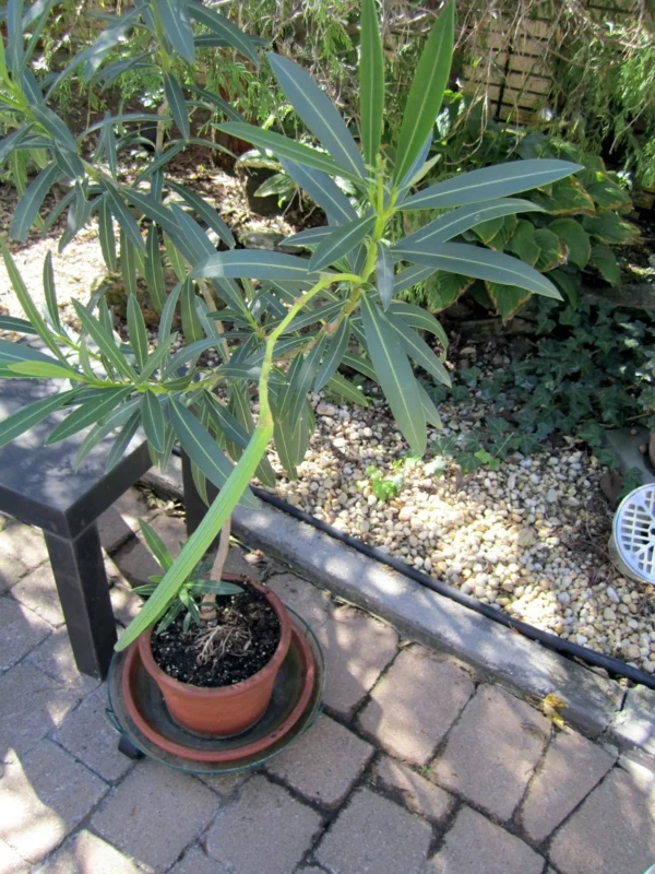 oleander pflege sommer