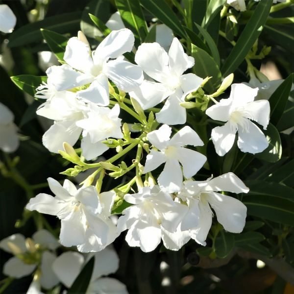 oleander pflege weiße blüten