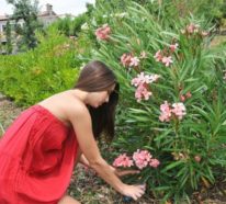 Die richtige Oleander Pflege für eine schöne Blütenpracht mit mediterranem Flair