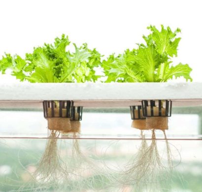 Was ist Hydroponik - Funktionsprinzip und Vorteile