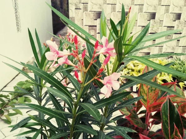 terrassengestaltung meditarrande pflanzen oleander pflege