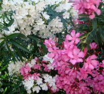 Die richtige Oleander Pflege für eine schöne Blütenpracht mit mediterranem Flair