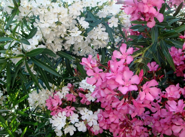 weiße rosa blüten oleander pflege