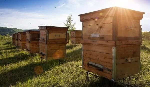 Bienenstock bauen genaue Anleitung für junge Imker Bienenkörbe im Feld platziert 