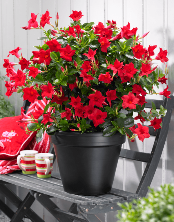 Dipladenia schwarzer Topf rote Blüten schöner Anblick südamerikanische Schönheit