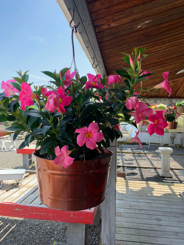 Dipladenia schöne pinkfarbene Blüten benötigt regelmäßige Wassergaben düngen alle 2 Wochen