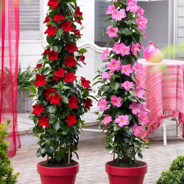 Dipladenia zwei rote Töpfe auf der Terrasse Blüten in Rot und Rosa schöner Anblick