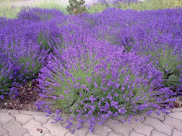 Lavendel Pflanzen Lavendel im Hof