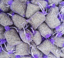 Lavendel pflanzen zu Hause und im Garten: Was nützt es und was muss man dazu wissen?