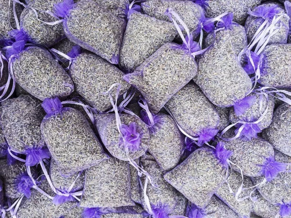 Lavendel Pflanzen kleine Tüten